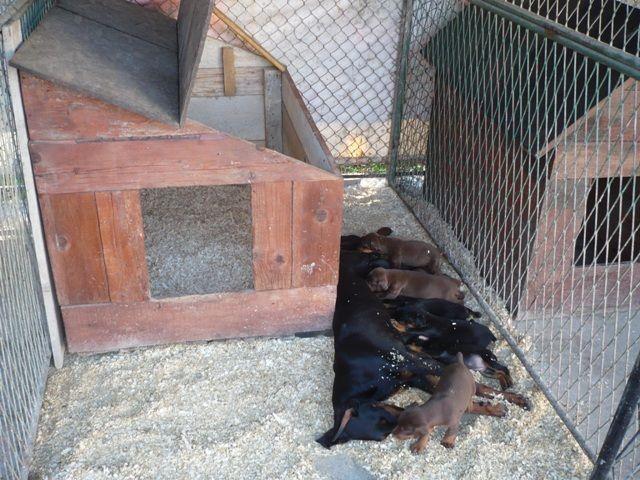 Doberman---stenad-