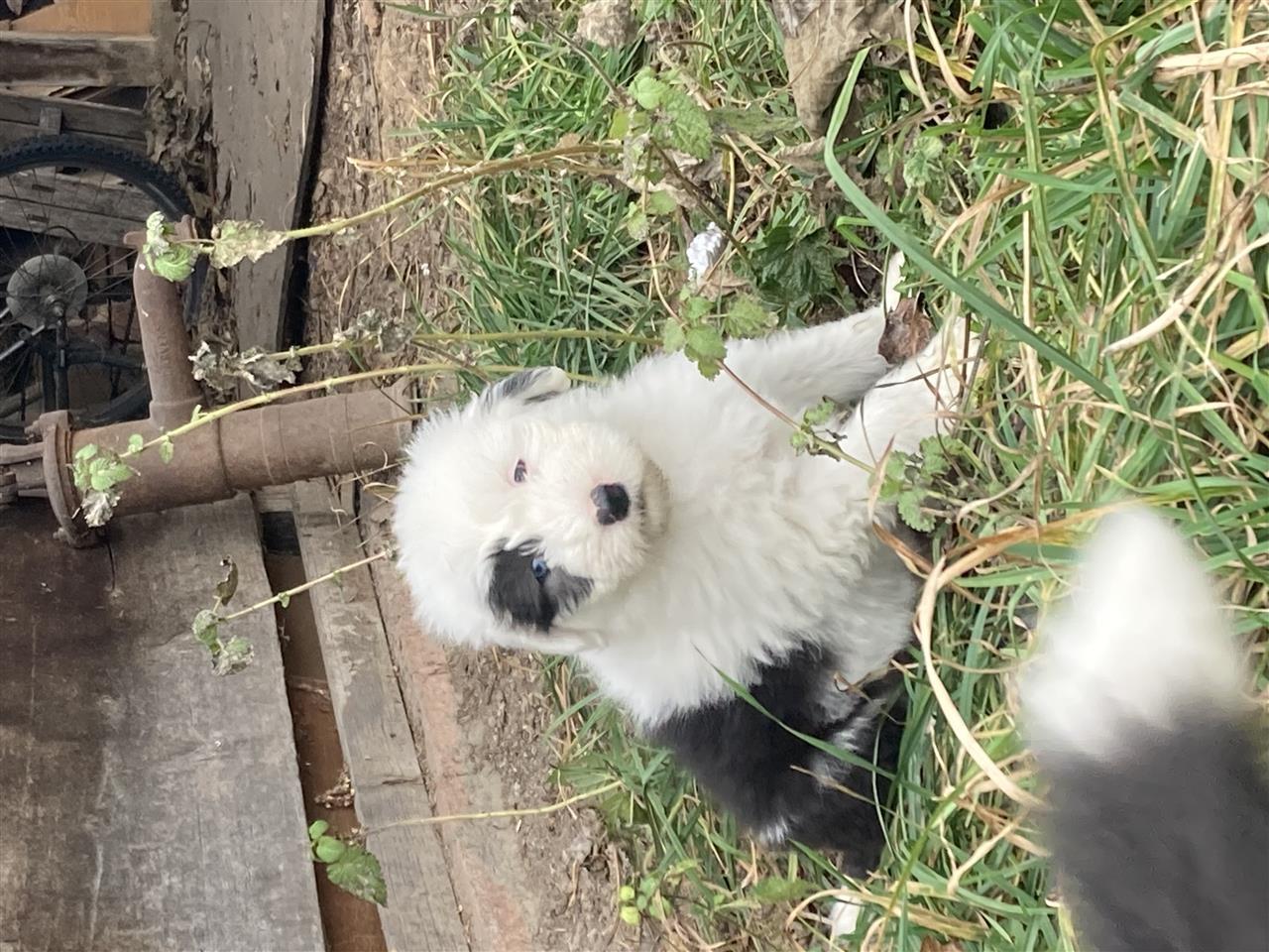 Bobtail-štenci