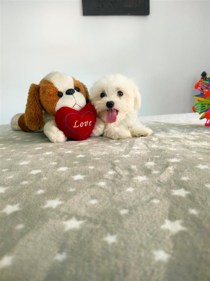 Mini-Maltezer