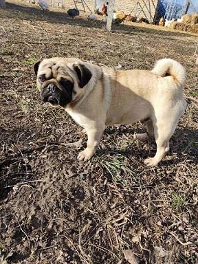 Mops-spreman-za-parenje
