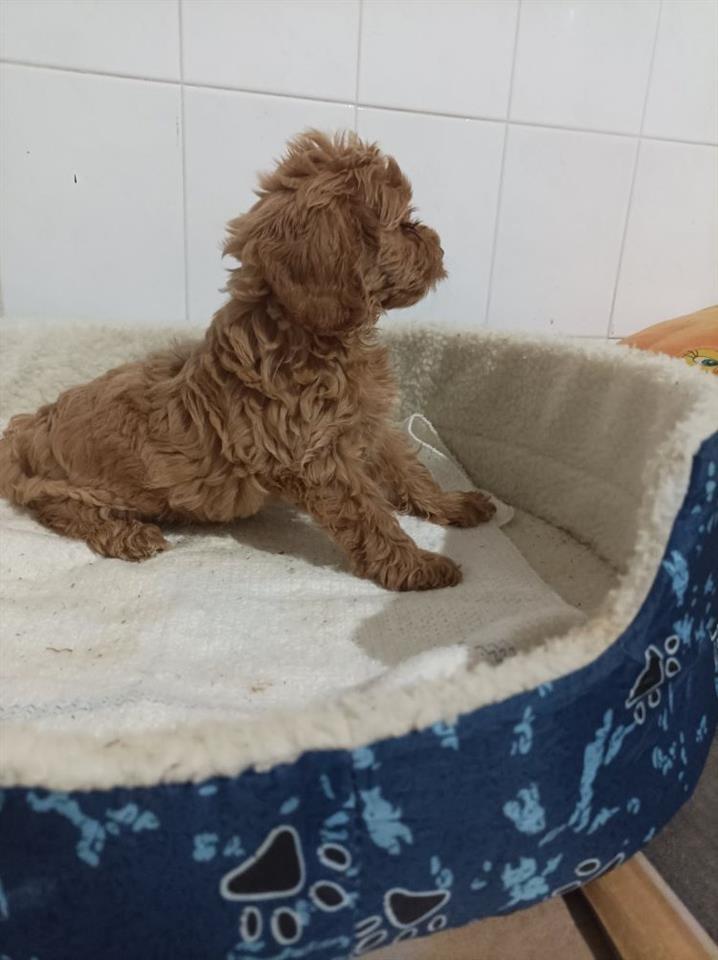 Maltipoo-štenci