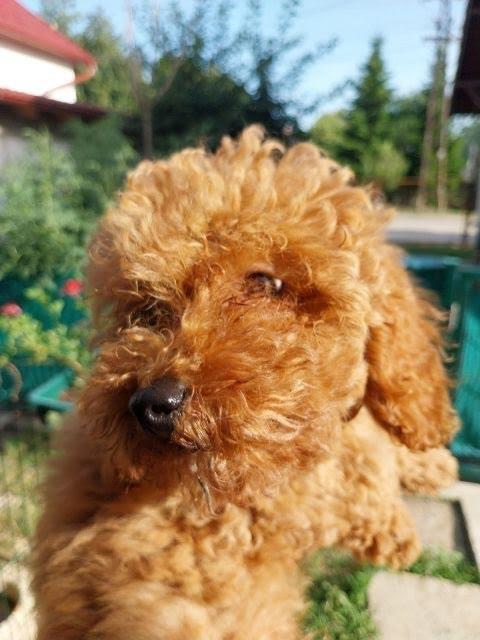 Toy-pudla