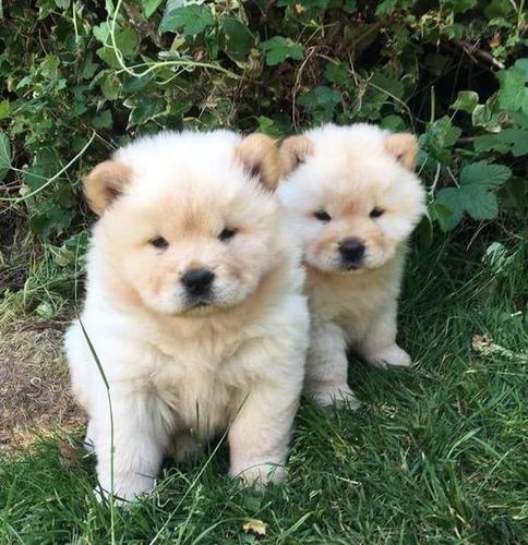 Lijepi štenci Chow Chow
