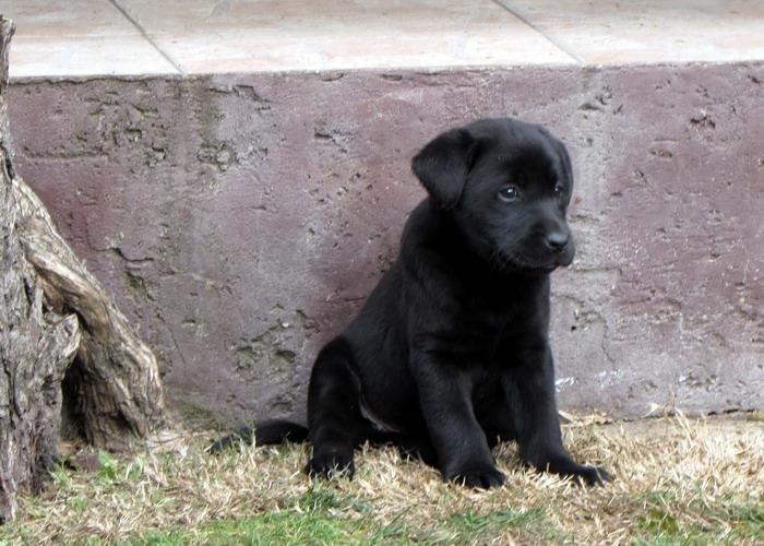 Stenad-labrador-retrivera-povoljno