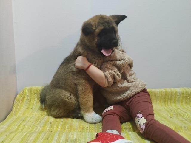 Američka-Akita-