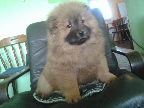 Chow-Chow--stenci