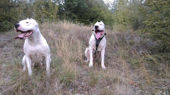 Dogo Argentino stenci 