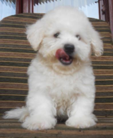 Kovrdzavi-bisoni---bichon-frise--stenci