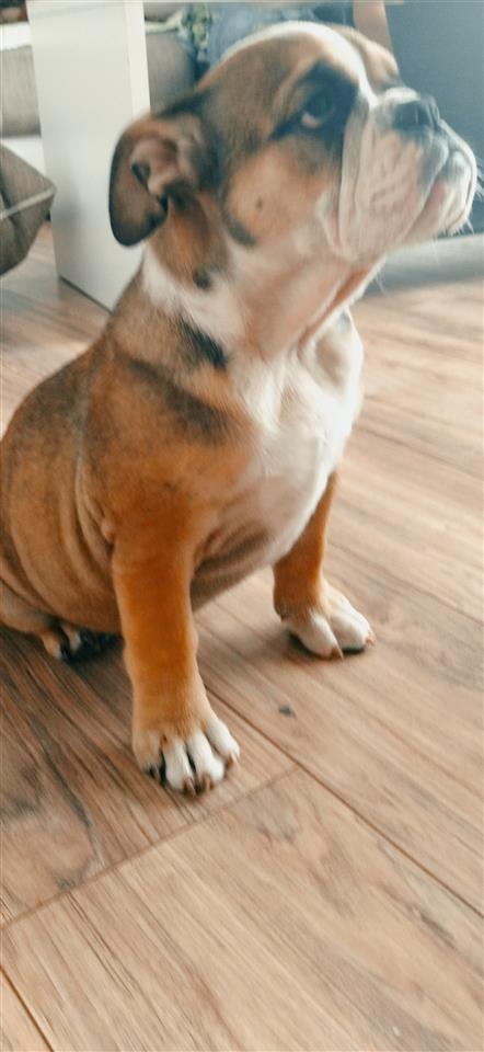 Engleski-buldog
