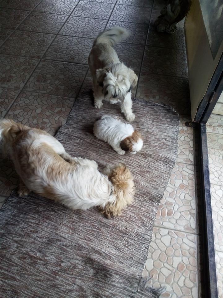 Shicu