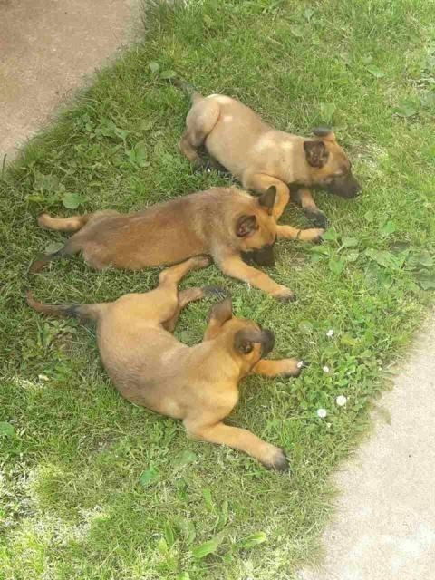 Malinoa---štenci-