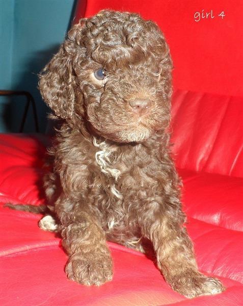 Lagotto-Romagnolo-stenci