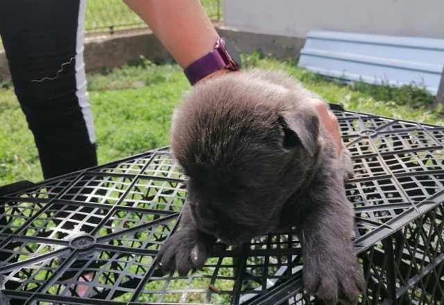 Čau-Čau--Chow-Chow--štenad