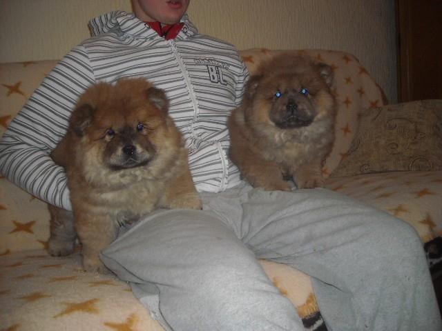 Chow-chow-stenad