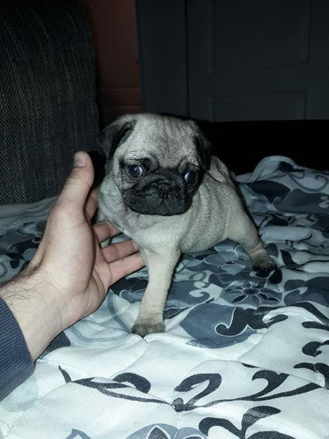 Mops-stenci