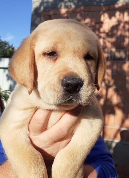 Labrador-stenci