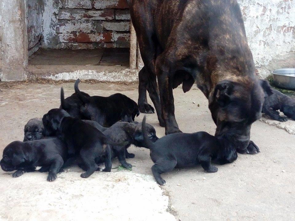 Cane-corso-stenci