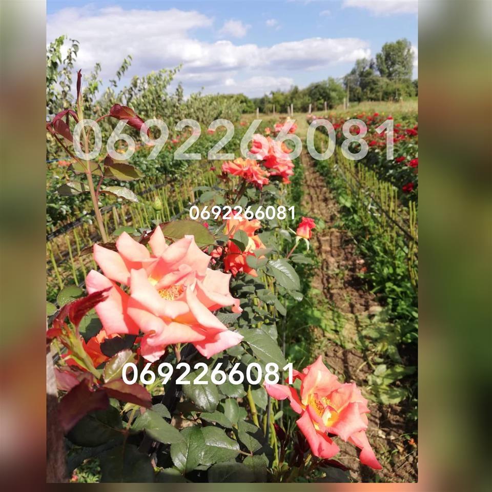 Na-prodaju-sadnice-