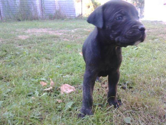 Cane Corso prelepi stenci