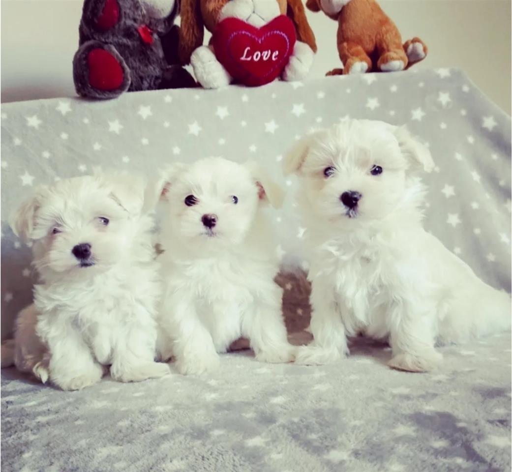 Maltezer-mini