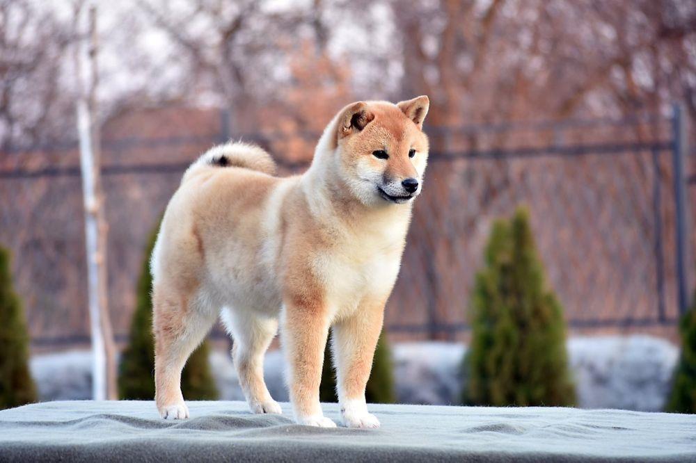 Shiba-Inu