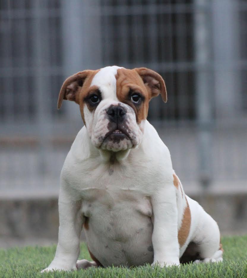 Engleski-Buldog