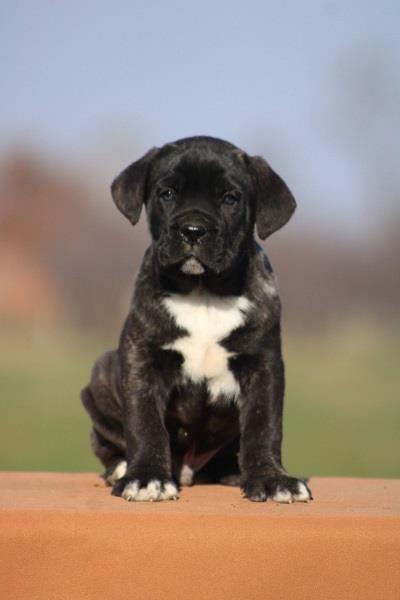 Cane-corso-štenci