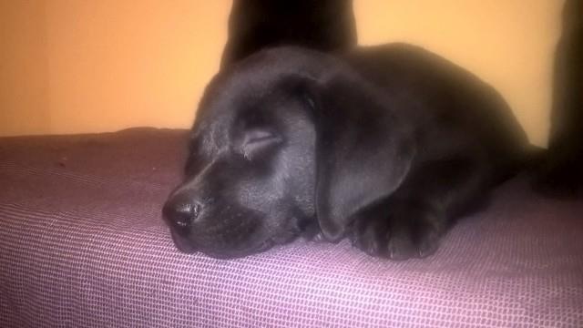 Labrador-retriver-stenci