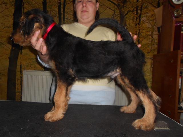 Erdel-terijer-štenad