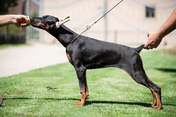 Ženkice-dobermana