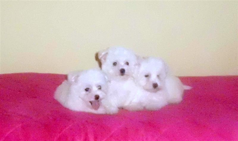 Coton-de-Tulear