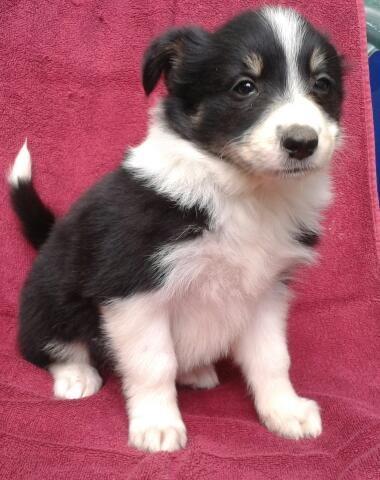 Border Collie stenad