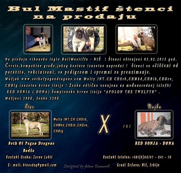 Bul-Mastif-stenci