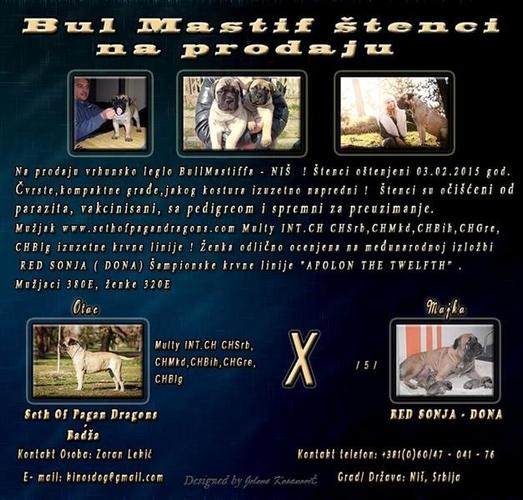 Bul Mastif stenci