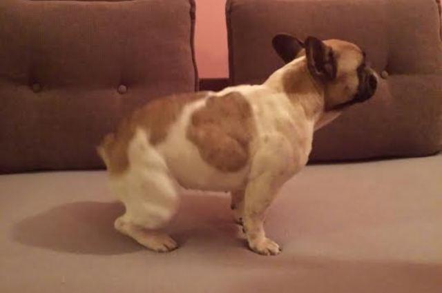 Francuski Buldog zenka