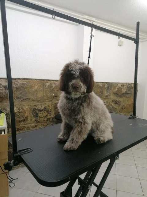 Lagotto-Romagnolo-štenci