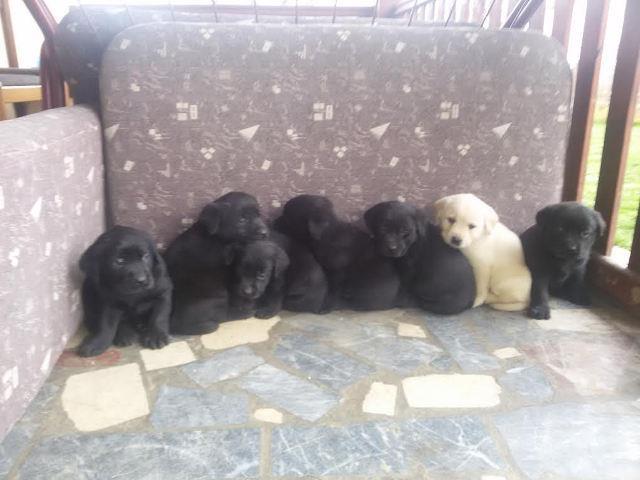 Labrador-retriver-stenci-
