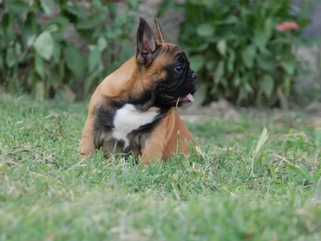 Francuski-buldog--štenci-