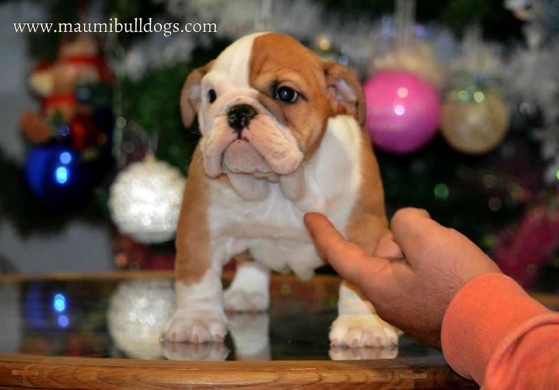 Engleski-buldog--