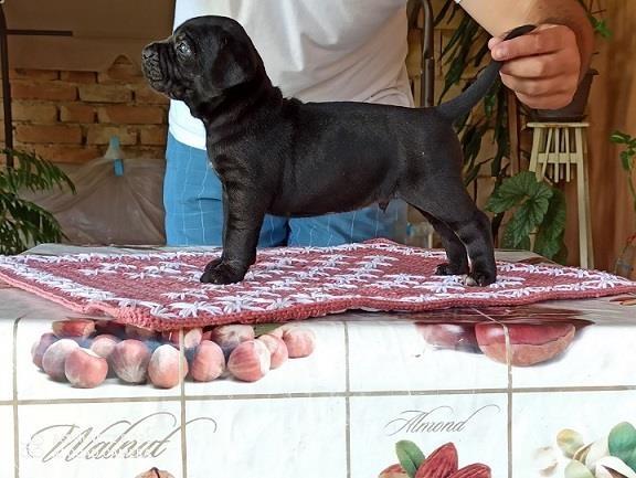 Cane-corso-štenci