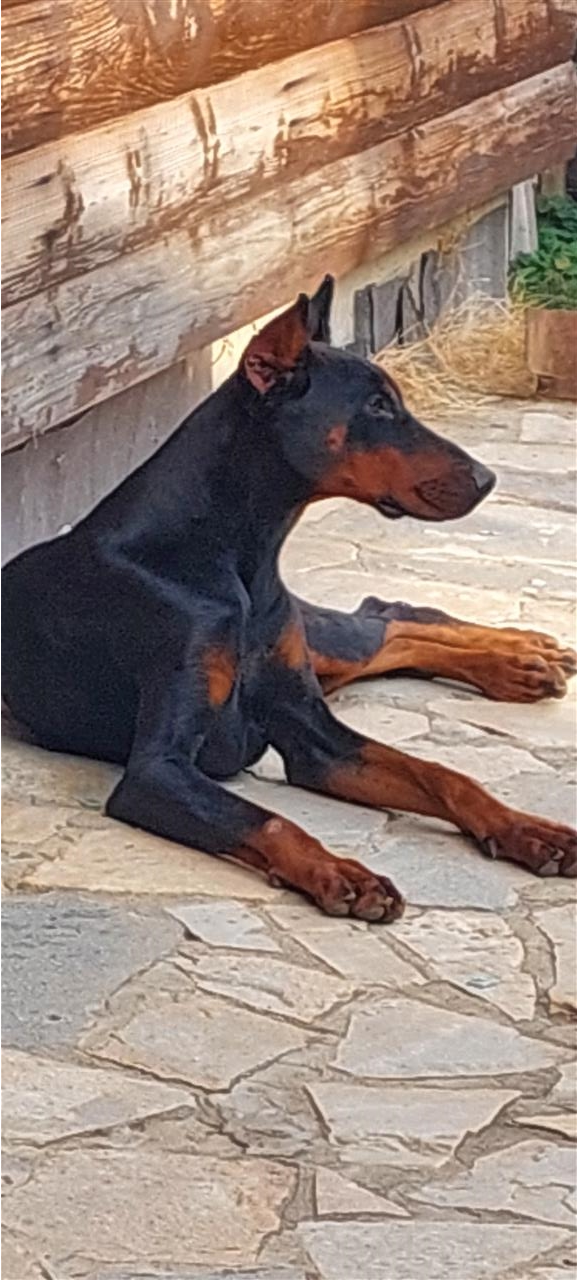 Doberman