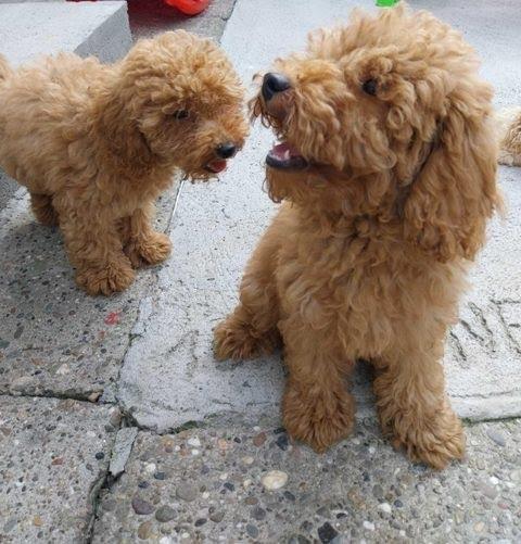 Toy-pudla