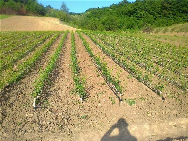 Vocne Sadnice