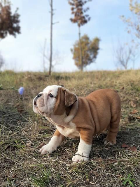 Engleski-buldog-