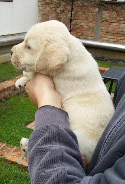 Labrador-retriver--hit-leglo-