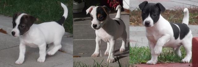 Jack russell terier stenci