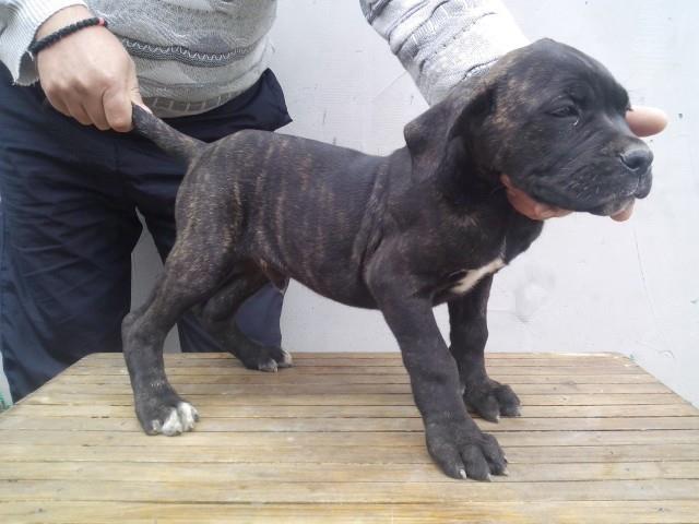 Cane-corso-stenci