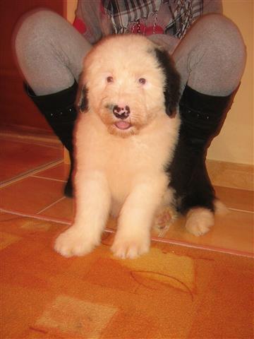 Bobtail