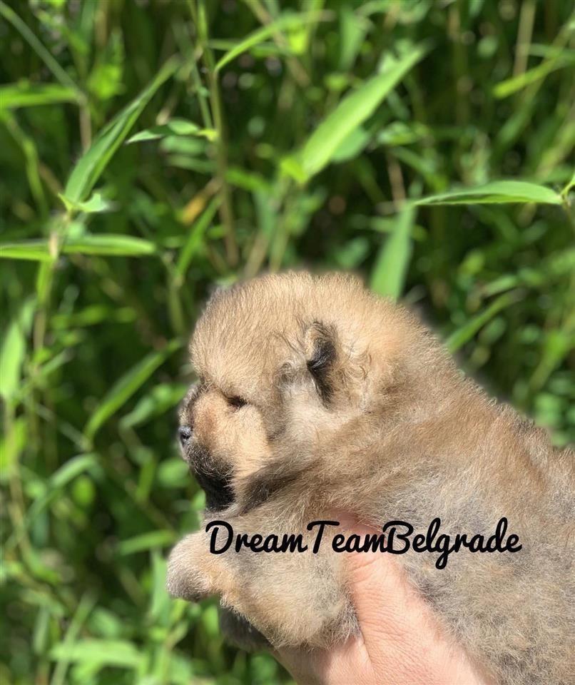 Pomeranac