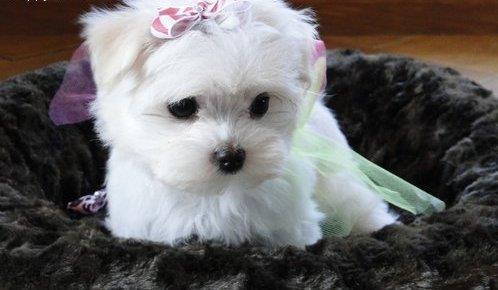 Maltezer